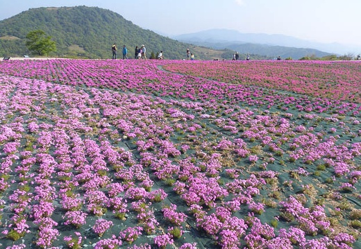 20130525081110-SO-04D.jpg