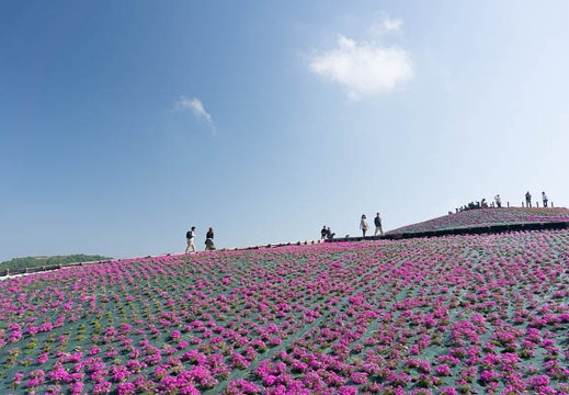 05.25 2013芝桜まつり(茶臼山高原)