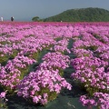 201305250824-DSC01706.jpg