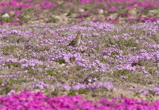 201305250835-DSC01748.jpg