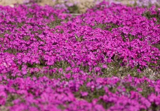 201305250842-DSC01761.jpg