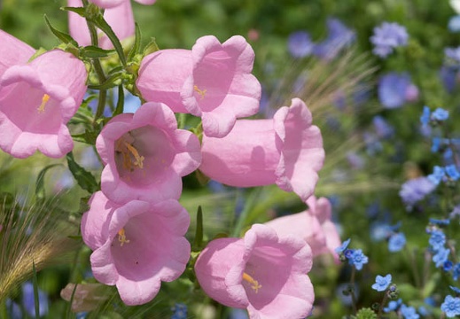 201305251122-DSC01767.jpg