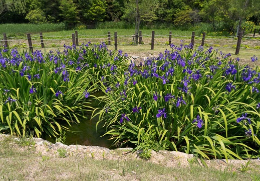 201305251201-DSC02928N.jpg