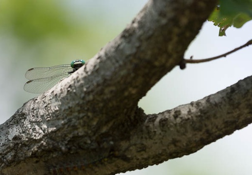 201305251207-DSC01801.jpg
