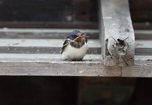 201306020836-DSC02002.jpg