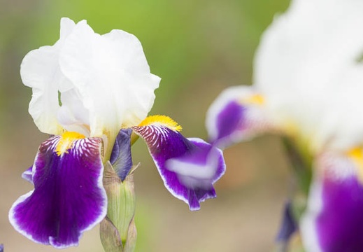 201306020900-DSC02022.jpg