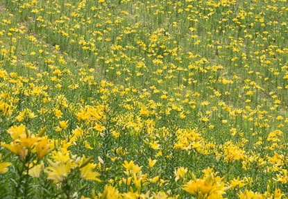 06.06 可睡ゆりの園