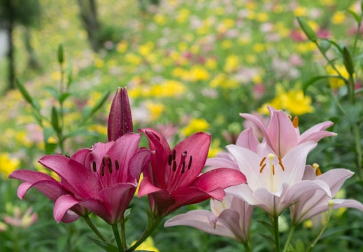 201306061020-DSC02294.jpg