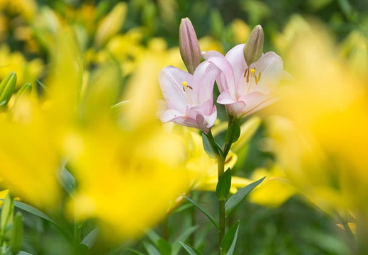 201306061101-DSC02333.jpg