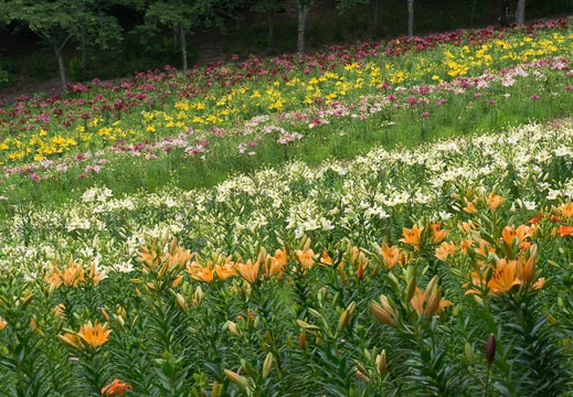 201306061124-DSC03125N.jpg