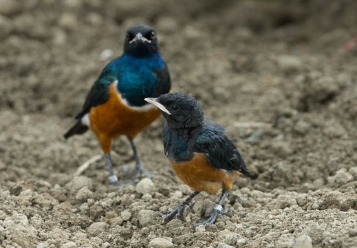 201306061320-DSC02483.jpg