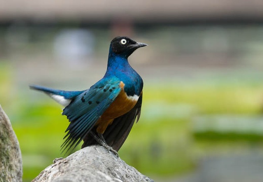 201306061330-DSC02508.jpg