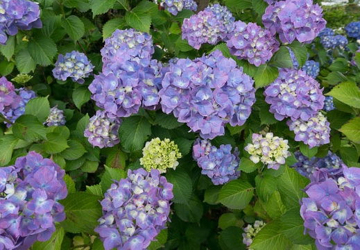 201306110849-DSC03344N.jpg