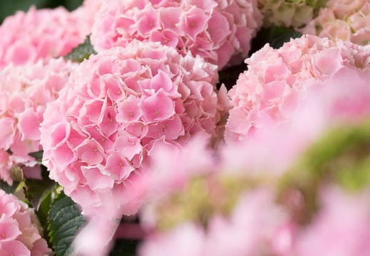 201306110909-DSC02658.jpg