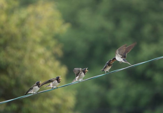 201306110936-DSC02713.jpg