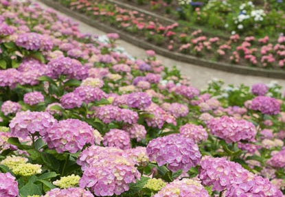 201306110944-DSC02727.jpg