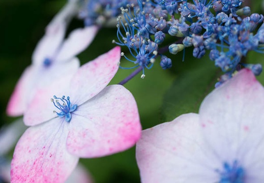 201306111000-DSC03405N.jpg