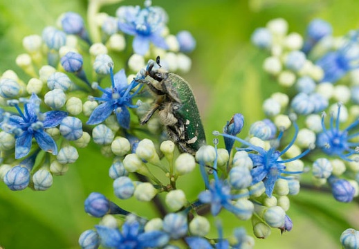 201306111013-DSC03423N.jpg