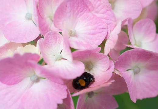 201306111112-DSC03468N.jpg