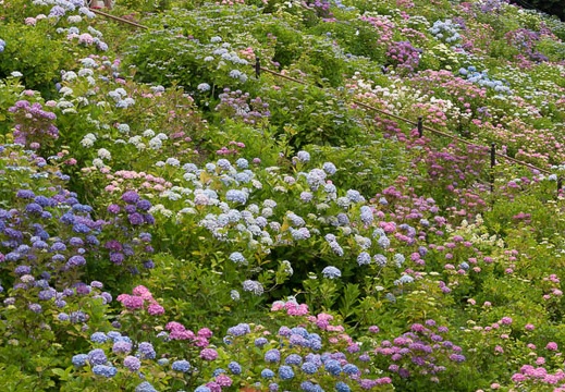 201306111133-DSC02826.jpg
