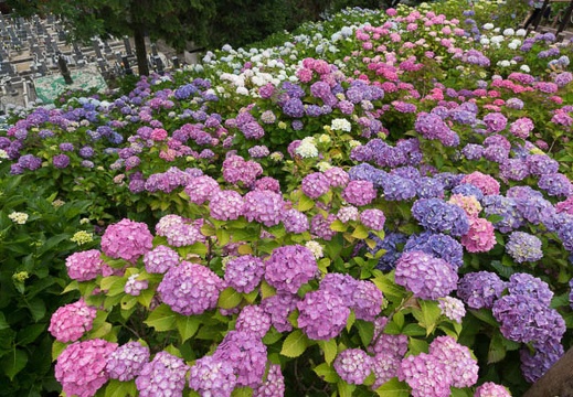 201306111151-DSC02852.jpg