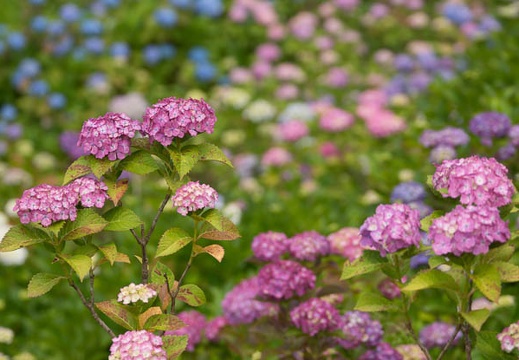 201306111158-DSC02864.jpg