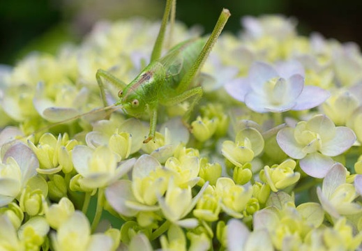 201306111210-DSC03500N.jpg