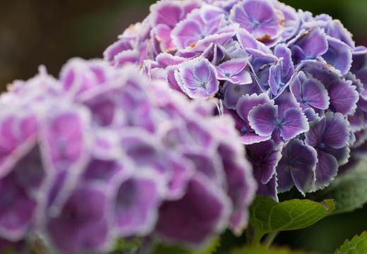 201306111211-DSC02886.jpg
