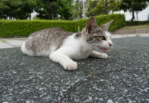 201306111638-DSC03567N.jpg
