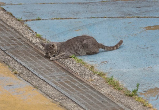 201306111651-DSC02929.jpg