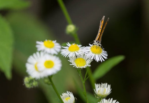 201306121326-DSC02936.jpg