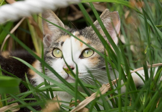 201306121408-DSC02988.jpg