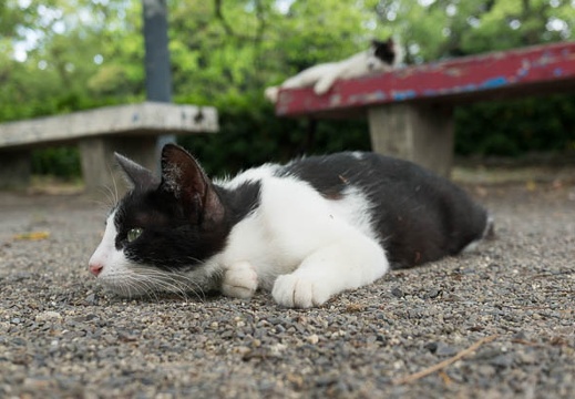 201306121429-DSC03611N.jpg