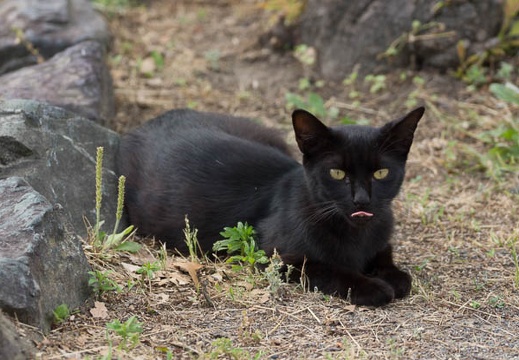 201306121447-DSC03016.jpg