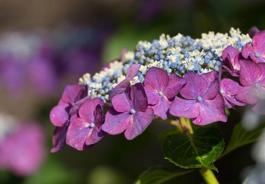 201306130816-DSC03046.jpg