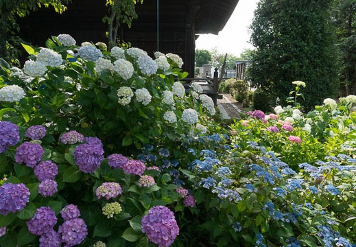 201306130816-DSC03672N.jpg