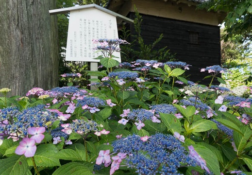 201306130825-DSC03687N.jpg