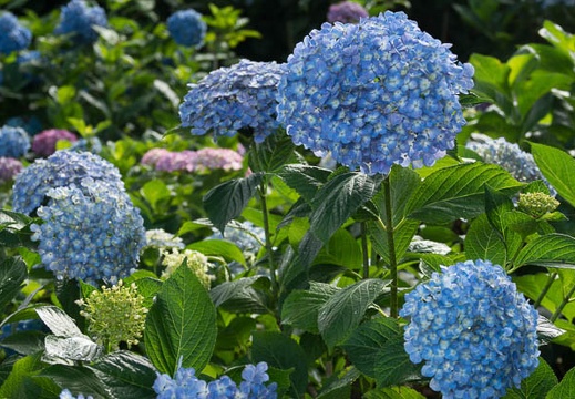 201306130841-DSC03077.jpg