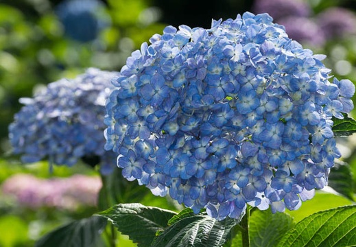 201306130842-DSC03081.jpg