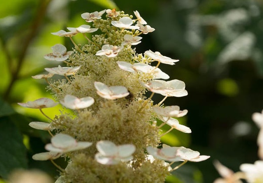 201306130845-DSC03086.jpg