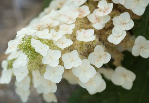 201306130846-DSC03090.jpg