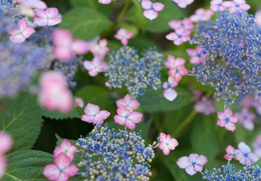 201306130912-DSC03157.jpg