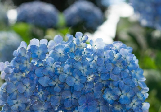 201306130928-DSC03179.jpg