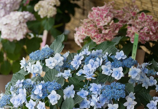 201306181336-DSC03380.jpg
