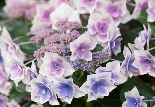 201306181340-DSC03397.jpg