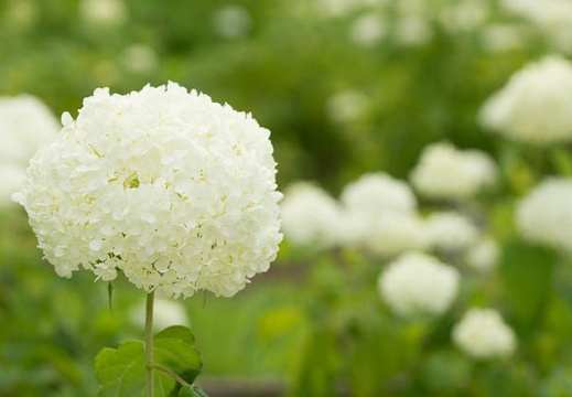 201306181401-DSC03442.jpg
