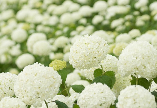 201306181420-DSC03471.jpg