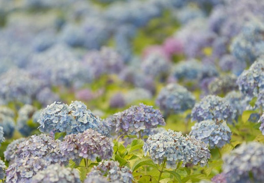 201306181425-DSC03483.jpg