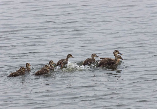 201306181750-DSC03694.jpg
