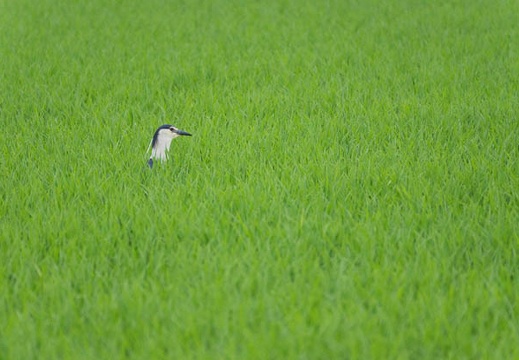 201306181821-DSC03718.jpg